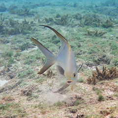 Trachinotus blochii