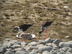 Himantopus novaezelandiae