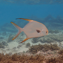 Trachinotus blochii