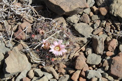 Mammillaria melanocentra melanocentra