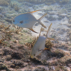 Trachinotus blochii