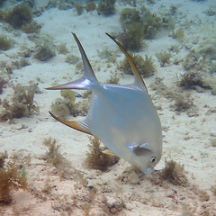 Trachinotus blochii