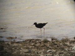 Himantopus novaezelandiae