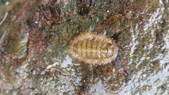 Chitonoidea