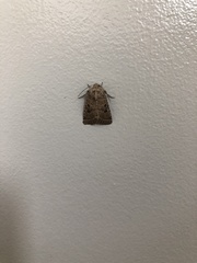 Protorthodes melanopis