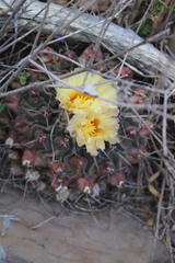 Thelocactus rinconensis