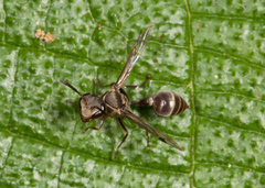 Metapolybia