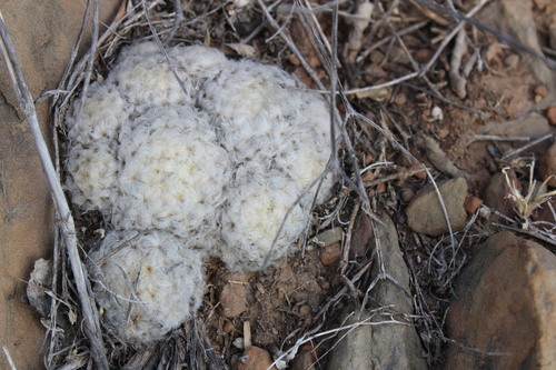 Mammillaria plumosa