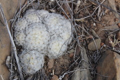 Mammillaria plumosa