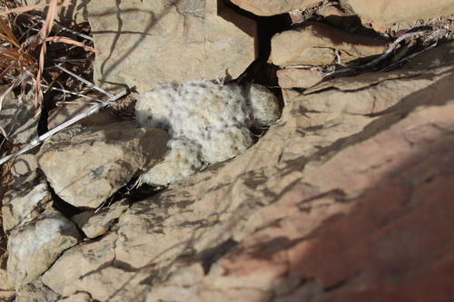 Mammillaria plumosa