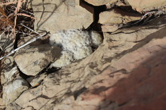 Mammillaria plumosa