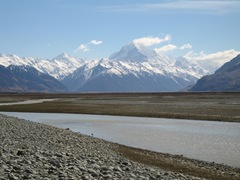 Himantopus novaezelandiae