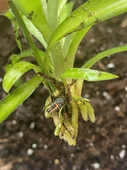 Harmonia axyridis