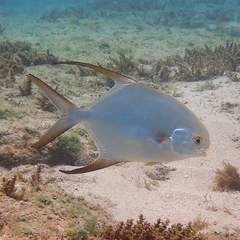 Trachinotus blochii