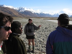 Himantopus novaezelandiae