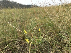 Linaria dalmatica dalmatica