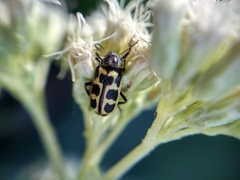 Astylus atromaculatus