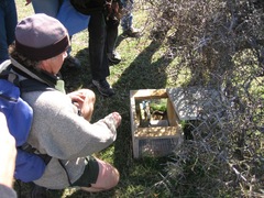 Himantopus novaezelandiae