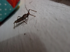 Castolus rufomarginatus