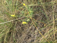 Linaria dalmatica dalmatica