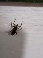 Castolus rufomarginatus