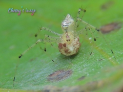 Chrysso lingchuanensis