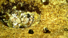 Girella elevata