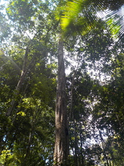 Geissospermum argenteum