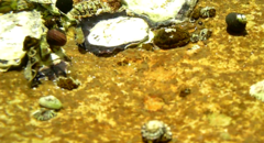 Girella elevata