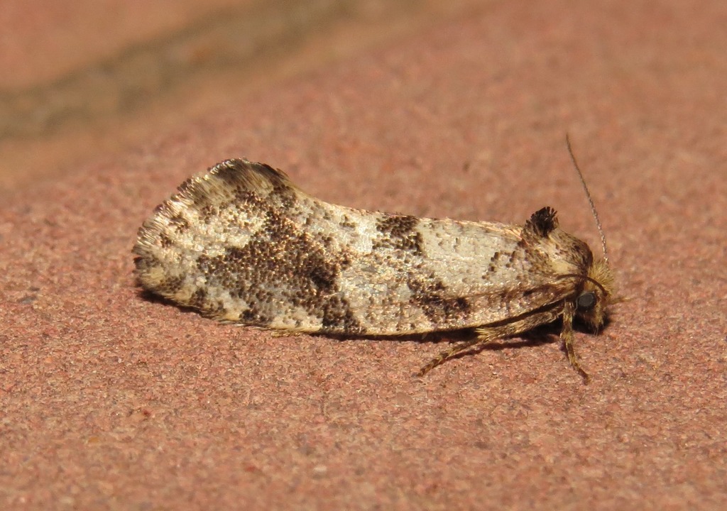 Old World Spiny-winged Moths