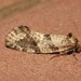 Old World Spiny-winged Moths - Photo no rights reserved, uploaded by Joseph Heymans