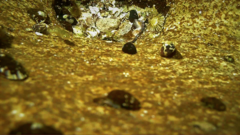 Girella elevata