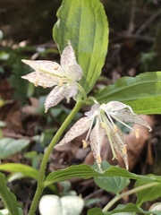 Prosartes maculata