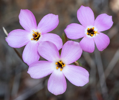 Leptosiphon androsaceus