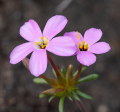 Leptosiphon androsaceus