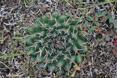 Mammillaria uncinata
