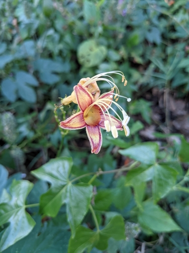 Ipomoea neei image