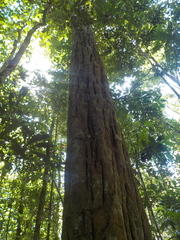 Minquartia guianensis