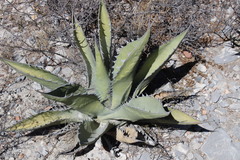 Agave asperrima