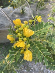 Senna multiglandulosa