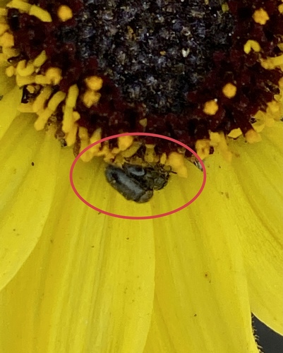 iNaturalist observation photo of Beetles