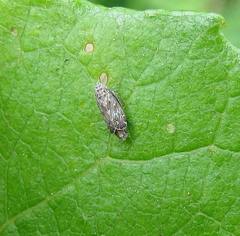 Latalus