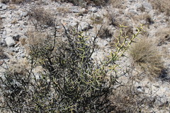 Koeberlinia spinosa