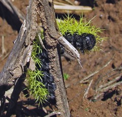 Leucanella viridescens