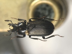Platycerus depressus