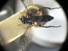 Chalcosyrphus curvaria