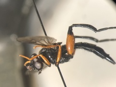 Chalcosyrphus curvaria