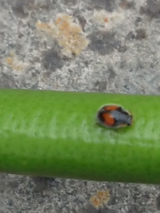 Diomus notescens