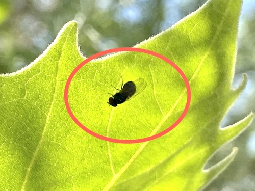 iNaturalist observation photo of Brachyceran Flies