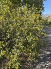 Senna multiglandulosa